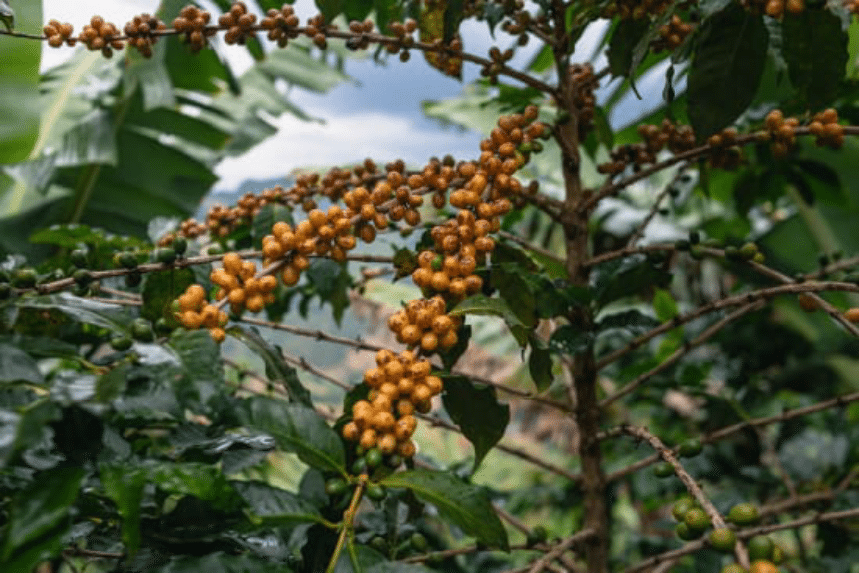 Brazil yellow bourbon coffee on the coffee tree