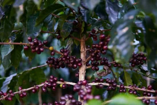 Guatemala Organic Mountains